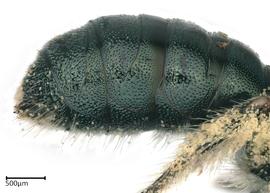   Ceratina pacifica , female abdomen. photo: Colleen Meidt 
