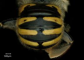   Anthidium formosum nbsp;female abdomen, photo: Chelsey Ritner 
