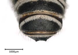   Chelostomoidesnbsp;discorhina nbsp;male apical terga, photo: Colleen Meidt 
