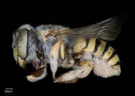   Anthidium sonorense nbsp;female lateral habitus, photo: Chelsey Ritner 

