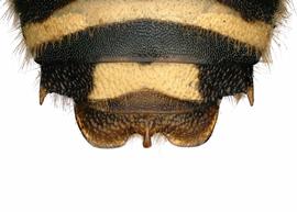   Anthidium hallinani  male, dorsal view of seventh tergum (T7), photo: Chelsey Ritner 
