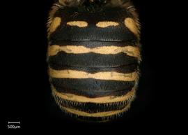   Anthidium hallinani nbsp;male abdomen, photo: Chelsey Ritner 
