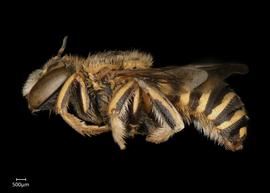   Anthidium hallinani nbsp;male lateral habitus, photo: Chelsey Ritner 

