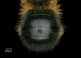  Osmia nigrohitra  male abdomen, photo: Chelsey Ritner 

