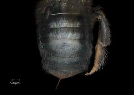   Osmia nigrohitra  female abdomen, photo: Chelsey Ritner 

