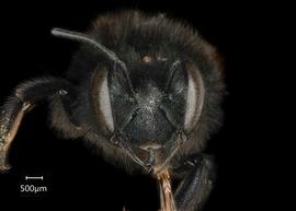   Osmia nigrohitra  female face, photo: Chelsey Ritner 
