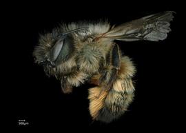   Osmia ariadne  female lateral habitus, photo: Chelsey Ritner 
