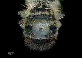   Osmia ariadne  male abdomen, photo: Chelsey Ritner 
