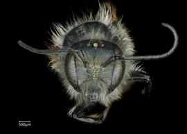   Osmia ariadne  male face, photo: Chelsey Ritner 
