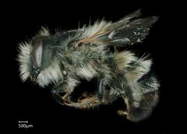   Osmia ariadne  male lateral habitus, photo: Chelsey Ritner 
