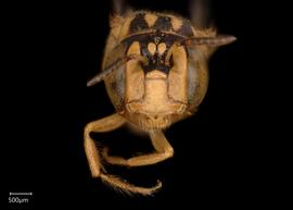   Ceratina beata  female face, photo: Chelsey Ritner 
