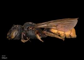   Ceratina nbsp; sculpturata nbsp;female lateral habitus, photo: Chelsey Ritner 
