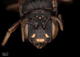   Ceratina nbsp; sculpturata nbsp;female face, photo: Chelsey Ritner 
