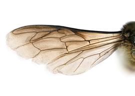   Apis dorsata  wings, photo: C. Ritner 
