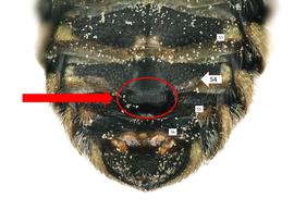  Paranthidium jugatorium  male S4 with marginal comb, photo: C. Ritner 
