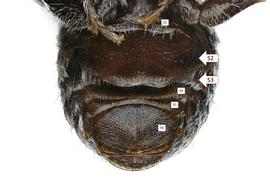   Haetosmia circumventa  male S2 enlarged, photo: C. Ritner 
