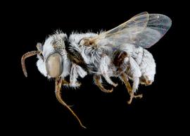   Haetosmia circumventa  male lateral habitus, photo: C. Ritner 
