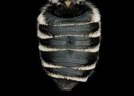   Megachile apicalis  female abdomen, photo: Chelsey Ritner 
