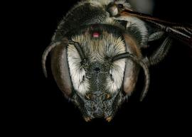   Megachile apicalis  female face, photo: Chelsey Ritner 
