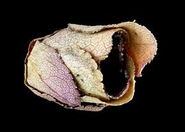   Megachile wheeleri  nest cell, photo: C. Ritner 
