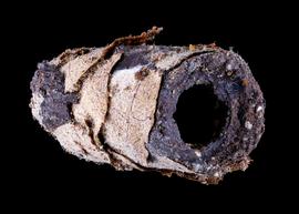   Megachile vestis  nest cell, photo: C. Ritner 
