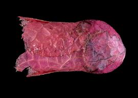   Megachile cocinna  nest cell, photo: C. Ritner 
