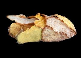   Megachile rotundata  nest cell, photo: C. Ritner 
