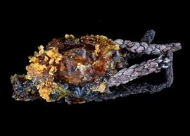   Dianthidium  sp. nest cell, photo: C. Ritner 
