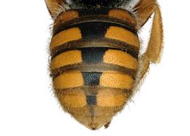   Rhodanthidium sticticum  female with orange markings, photo: C. Ritner 
