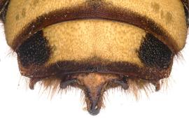   Rhodanthidium superbumnbsp; male T7 with five apical projections, photo: C. Ritner 
