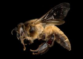   Apis dorsata  female lateral, photo: T. Brady 

