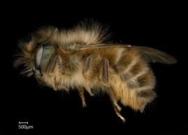   Osmia longicornis  female lateral habitus, photo: Chelsey Ritner 
