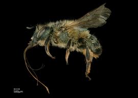   Osmia apicata  female lateral habitus, photo: Chelsey Ritner 
