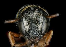   Ochreriades faciatus  female face, photo: C. Ritner 
