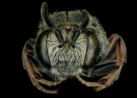   Paradioxys pannonica  female face, photo: C. Ritner 
