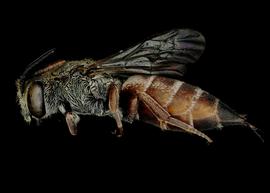   Paradioxys pannonica  female lateral habitus, photo: C. Ritner 
