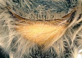   Apis mellifera  female scutellum yellow, photo: T. Brady 
