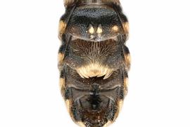   Ochreriades fasciatus  male sterna, photo: C. Ritner 
