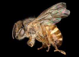   Apis koschevenikovi  female lateral, photo: T. Brady 
