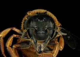   Trachusoides simplex  female face, photo: C. Ritner 
