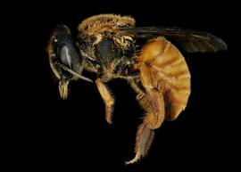   Trachusoides simplex  female lateral habitus, photo: C. Ritner 
