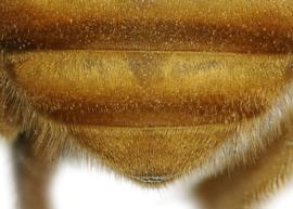   Trachusoides simplex  female T6, photo: C. Ritner 
