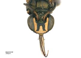   Ceratina sp.  female face. photo: Chelsey Ritner 
