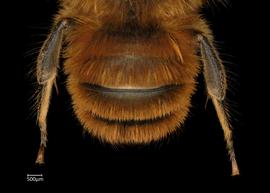   Osmia tricornis  male abdomen, photo: Chelsey Ritner 
