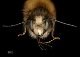   Osmia tricornis  male face, photo: Chelsey Ritner 
