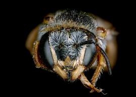   Cyphanthidium intermedium  female face, photo: C. Ritner 
