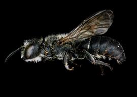   Hofferia schmiedeknechti  female lateral habitus, photo: C. Ritner 
