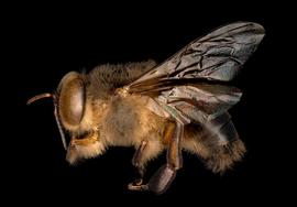   Apis koschevenikovi  male lateral, photo: T. Brady 
