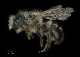   Osmia cerinthidis  male lateral habitus, photo: Chelsey Ritner 

