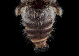   Aspidosmia arnoldi  male abdomen, photo: C. Ritner 
